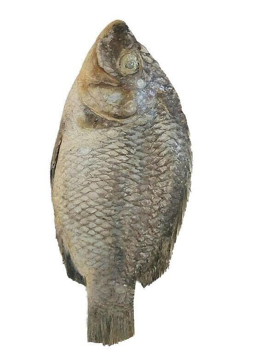 Tilapia fish