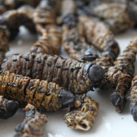 Mopane Worms